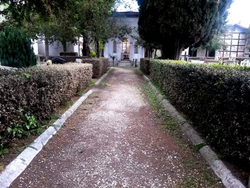 CIMITERO DI CARSOLI: DISTRUTTE LE SIEPI ORNAMENTALI DALLA "PIRALIDE DEL BOSSO", UN PARASSITA DI ORIGINE ASIATICHE