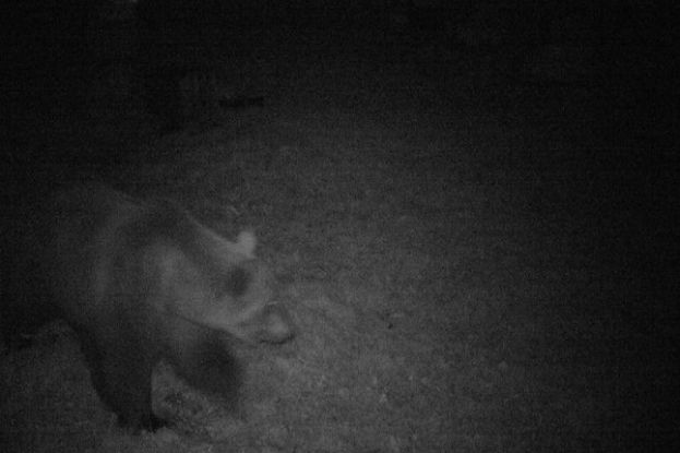 Orso