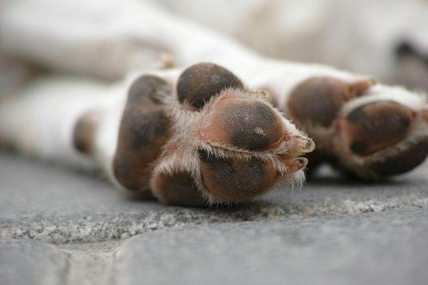 Zampe di Cane