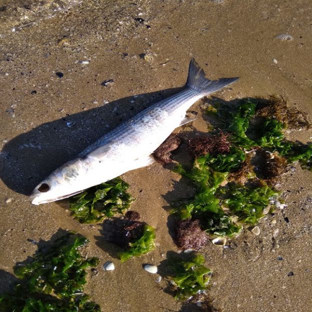 Pesce Morto