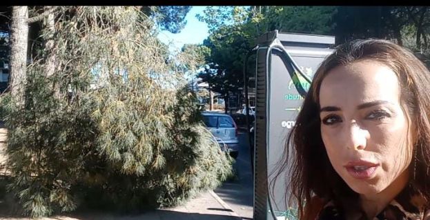 Albero Caduto