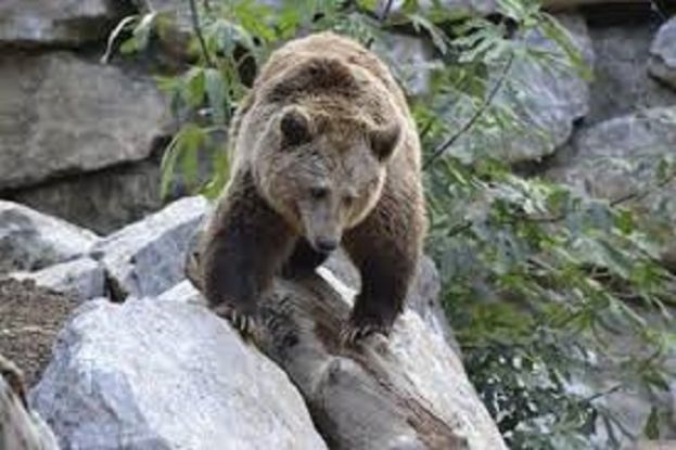 Orso