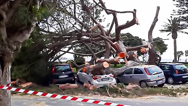 Albero Caduto
