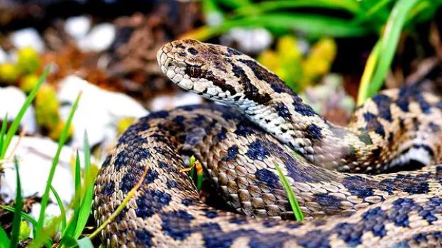 Vipera