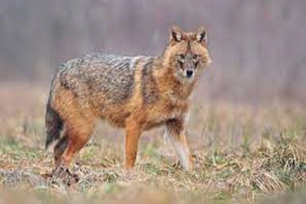 Sciacallo Dorato