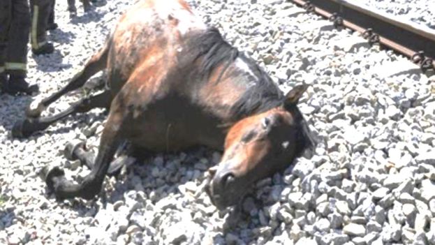 Cavallo