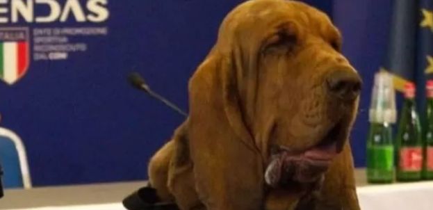 Cane Bruno